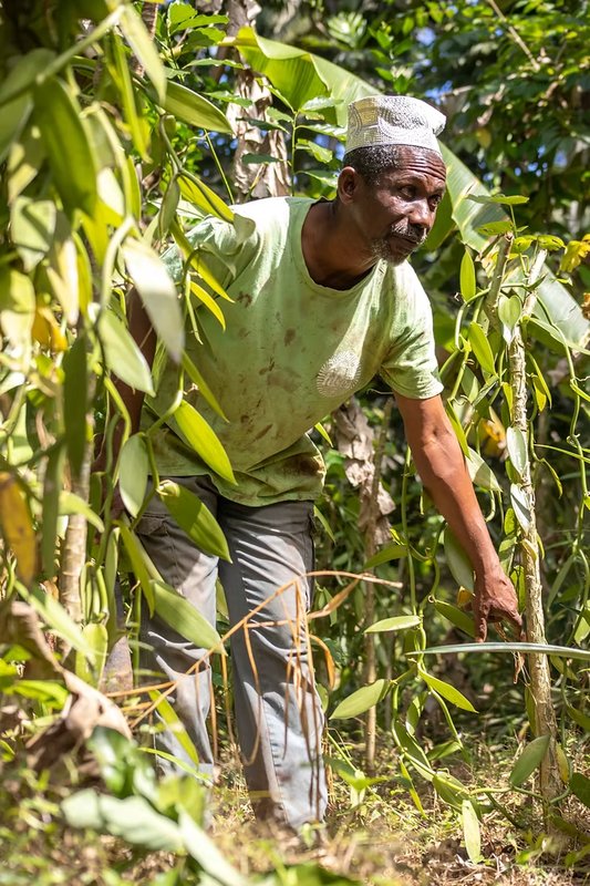 Gousses de vanille Bourbon des Comores